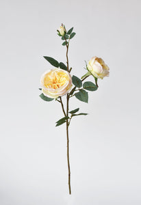 Apricot Yellow Cabbage Rose Stem, 29"