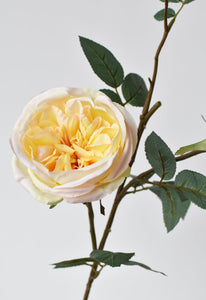 Apricot Yellow Cabbage Rose Stem, 29"