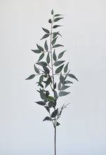Load image into Gallery viewer, Gray Green Ruscus Leaf Stem, 36&quot;
