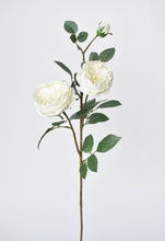 Load image into Gallery viewer, White Cabbage Rose Stem, 29&quot;
