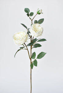 White Cabbage Rose Stem, 29"