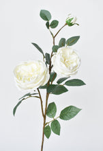 Load image into Gallery viewer, White Cabbage Rose Stem, 29&quot;
