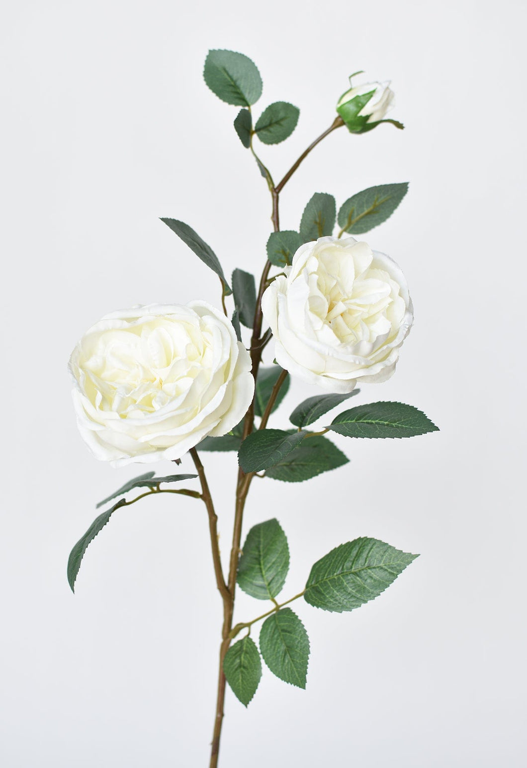 White Cabbage Rose Stem, 29