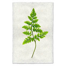 Load image into Gallery viewer, Fern #6
