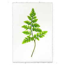 Load image into Gallery viewer, Fern #6

