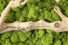 Load image into Gallery viewer, Grapevine Root &amp; Moss Wall Art
