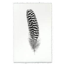 Load image into Gallery viewer, Feather Study #13 (Mottled Peacock Wing Quill)
