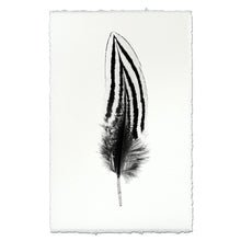 Load image into Gallery viewer, Feather Study #2 (Silver Pheasant)

