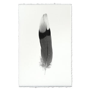 Feather Study #9 (Jay)
