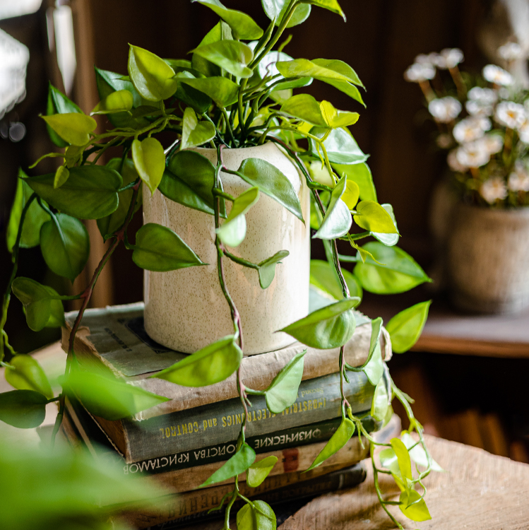 Artificial Devil's Ivy Plant in White Pot - Mac & Mabel