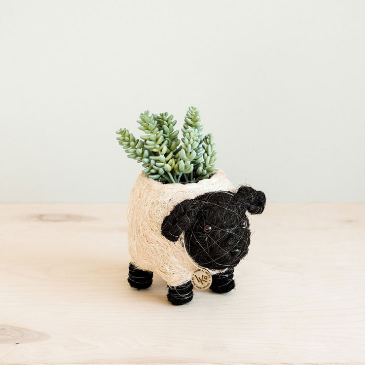 Baby Sheep Planter - Mac & Mabel