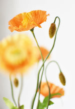 Load image into Gallery viewer, Orange Poppy Bush, 15&quot;
