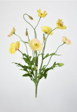 Load image into Gallery viewer, Poppy Bush Yellow Bush, 15&quot;
