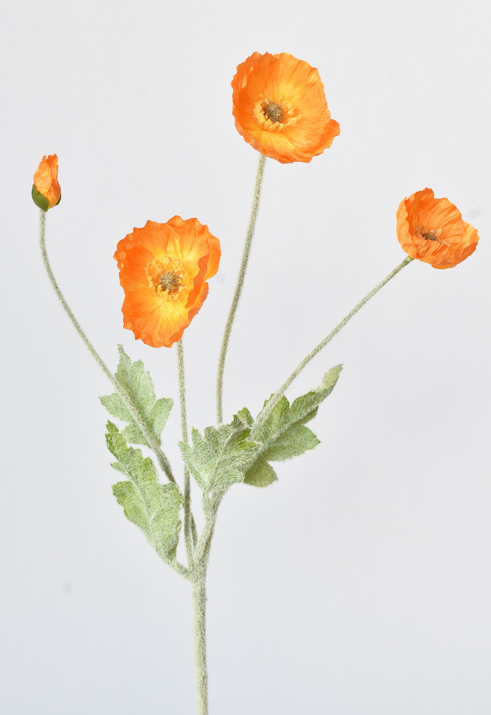 Poppy Bush, 24", Orange