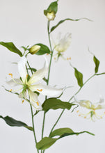 Load image into Gallery viewer, Gloriosa Lily Stem Cream, 34&quot;
