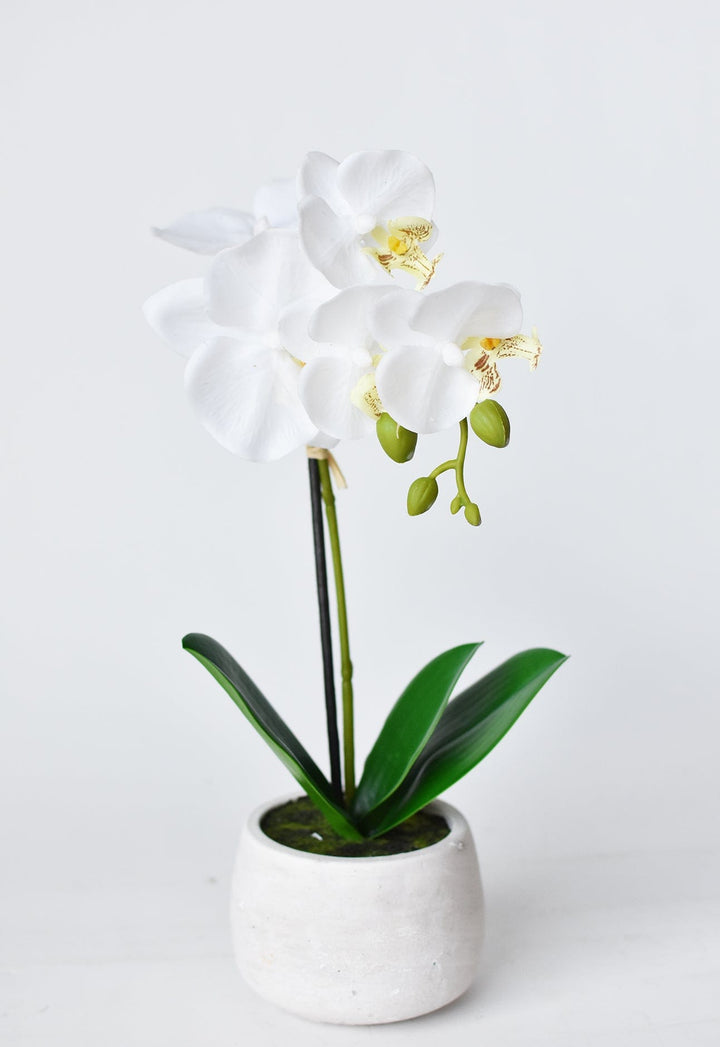 Potted Orchid, 14", White