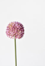 Load image into Gallery viewer, Lavender Allium Stem, 17.5&quot;
