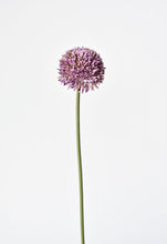 Load image into Gallery viewer, Purple Allium Spray Stem, 17.5&quot;
