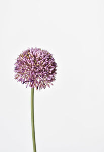 Allium Spray Stem, 17.5", Purple, Real Touch