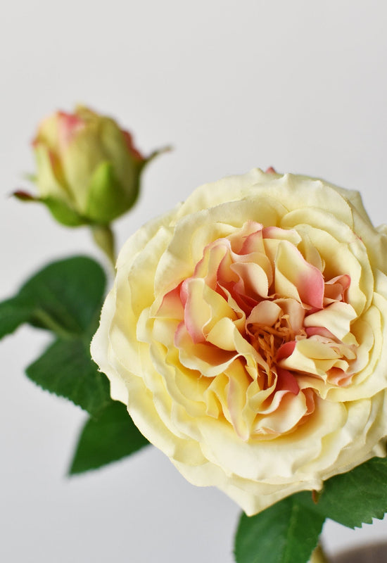 Cabbage Rose Stem, 14", Yellow