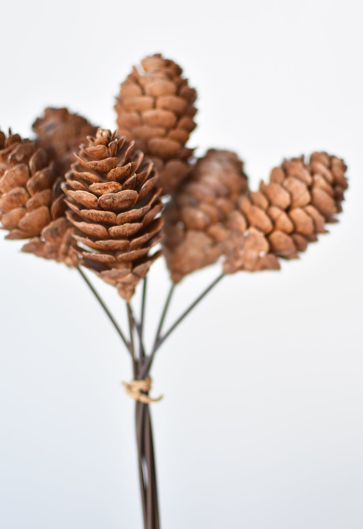 Pinecone Stem Bundle, 10"