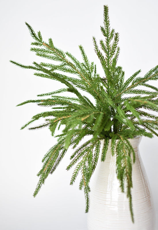 Norfolk Pine Bush, 20", Green