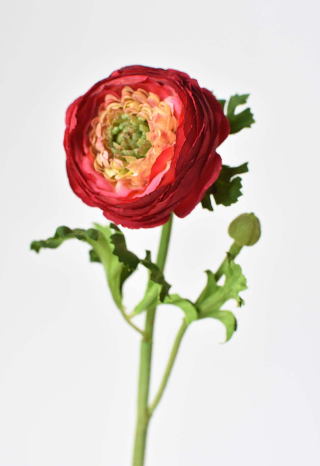 Ranunculus Stem, 13", Red