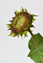 Load image into Gallery viewer, 28&quot; Aged Brown Sunflower Stem
