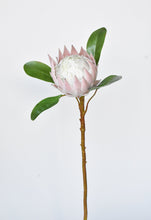 Load image into Gallery viewer, Queen Protea Stem, 26&quot;, Pink
