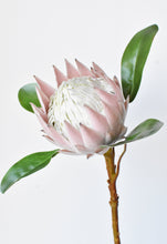 Load image into Gallery viewer, Queen Protea Stem, 26&quot;, Pink
