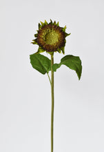 Load image into Gallery viewer, 28&quot; Aged Brown Sunflower Stem
