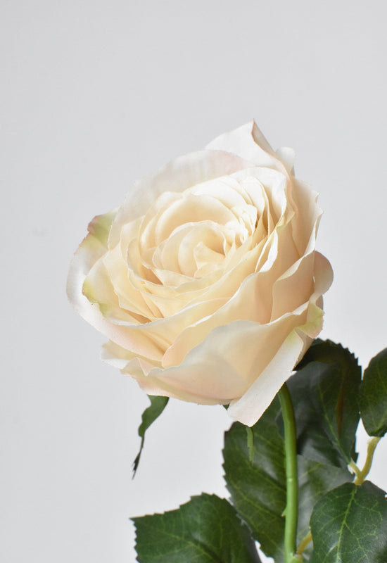 Rose Stem, 22", Beige