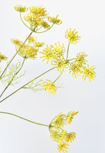 Load image into Gallery viewer, Yellow Queen Anne&#39;s Lace Stem, 20.5&quot;
