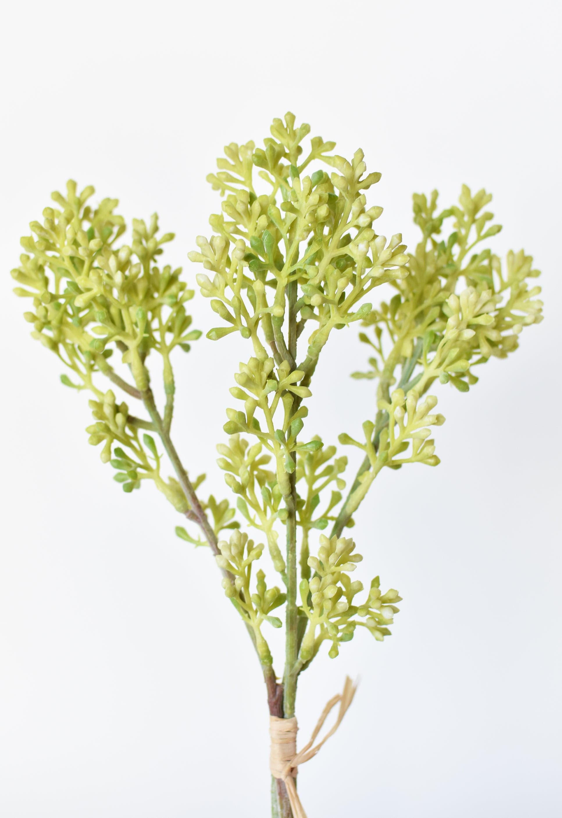 Sedum Berry Stem Bundle, 14", Green