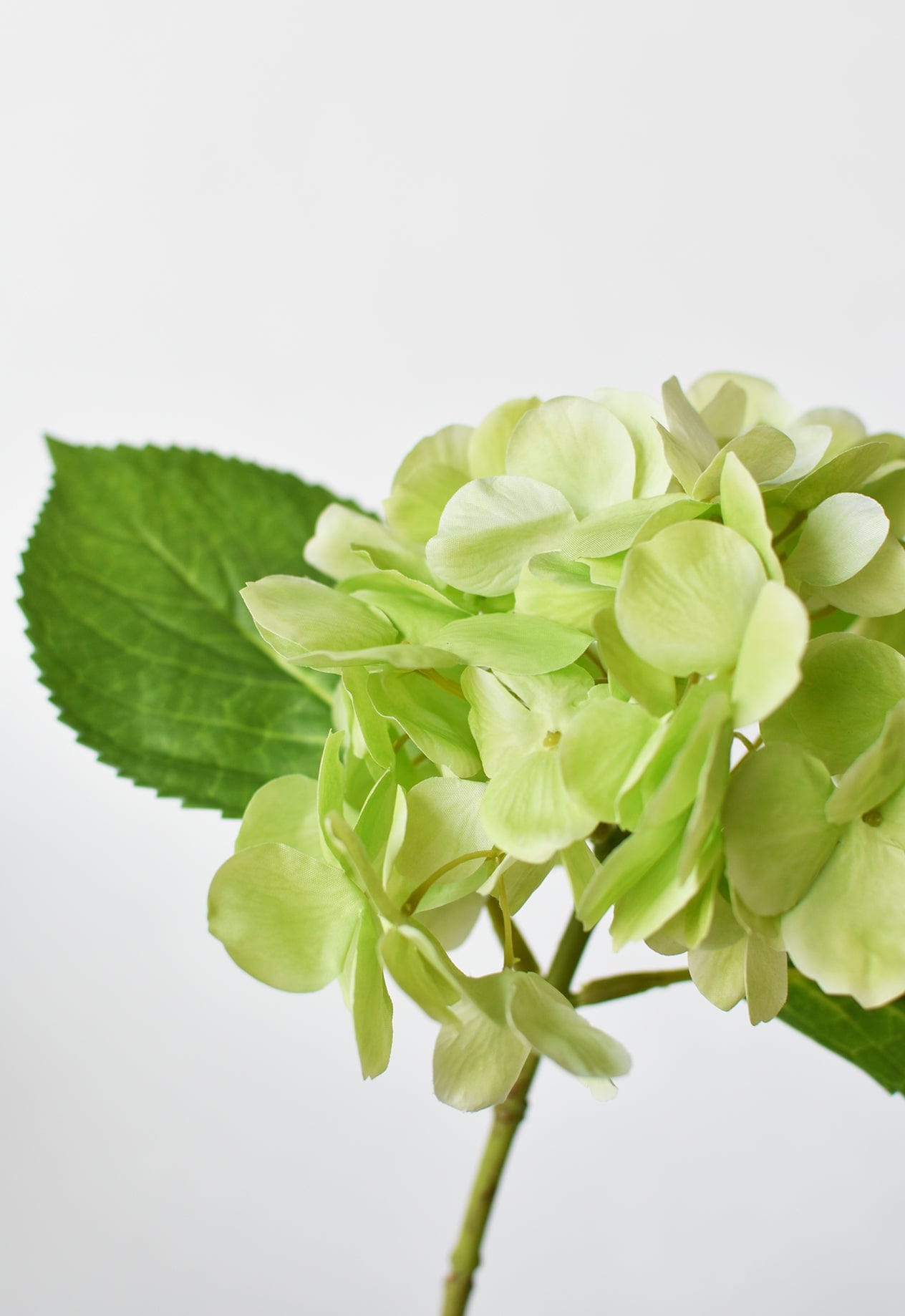 Hydrangea Stem, 10", Green