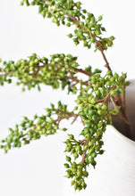 Load image into Gallery viewer, Green Sedum Berry Stem, 12&quot;
