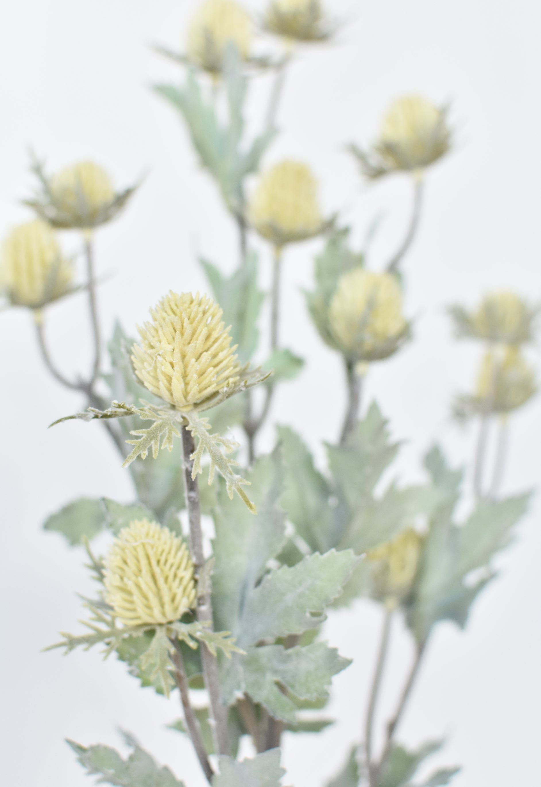 Thistle Stem, 28", Yellow