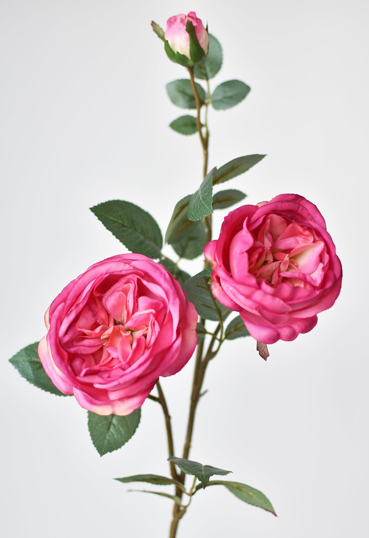 Cabbage Rose Stem, 29", Fuchsia