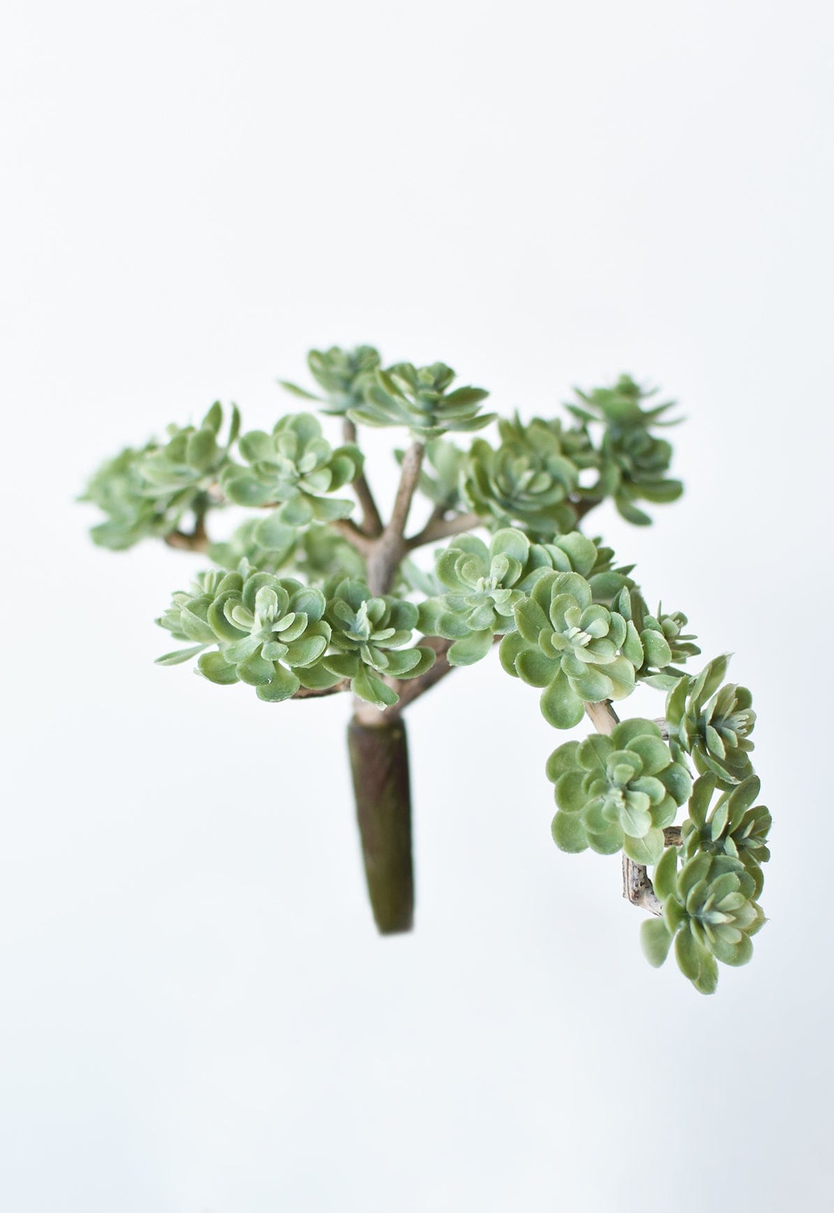 Sedum Succulent Stem, 5", Green