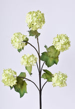 Load image into Gallery viewer, Snowball Hydrangea Stem, 30&quot;, Green
