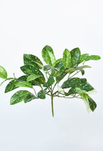 Load image into Gallery viewer, Green Hoya Bush, 11&quot;

