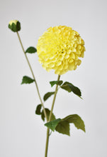 Load image into Gallery viewer, Dahlia Stem, 31&quot;, Yellow
