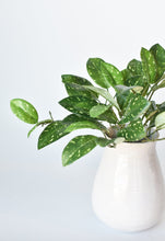 Load image into Gallery viewer, Green Hoya Bush, 11&quot;
