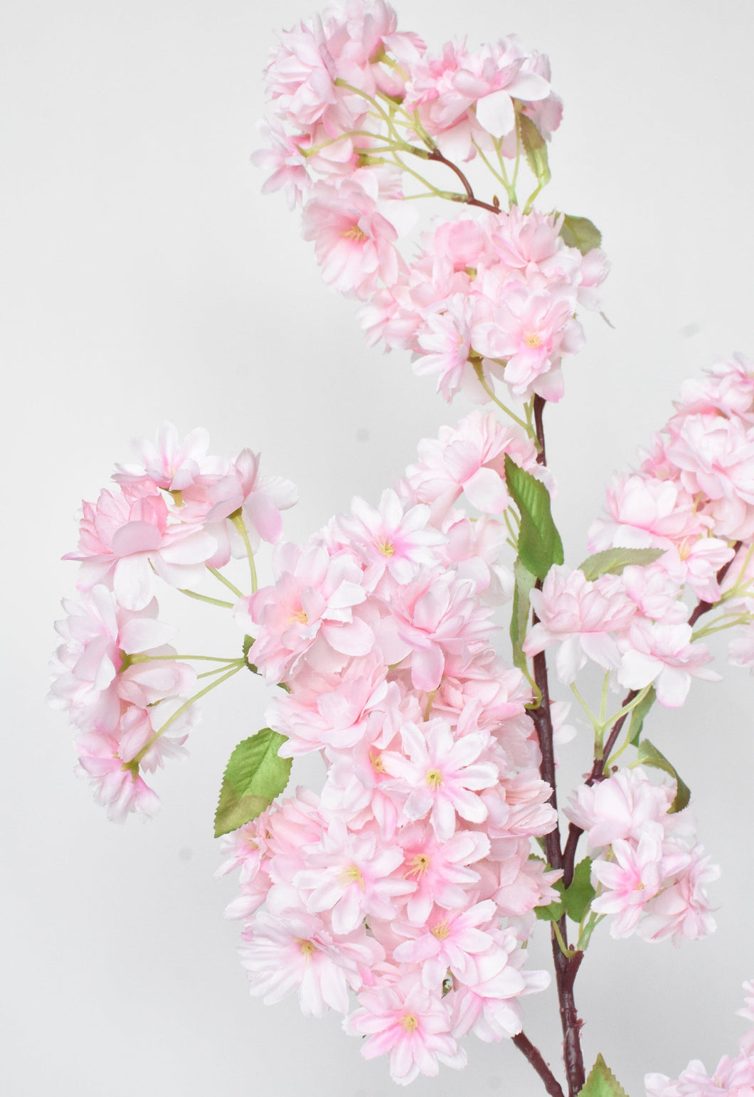 Pink Cherry Blossom Branch, 40