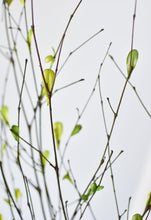 Load image into Gallery viewer, 26&quot; Branches with Faux Green Leaves
