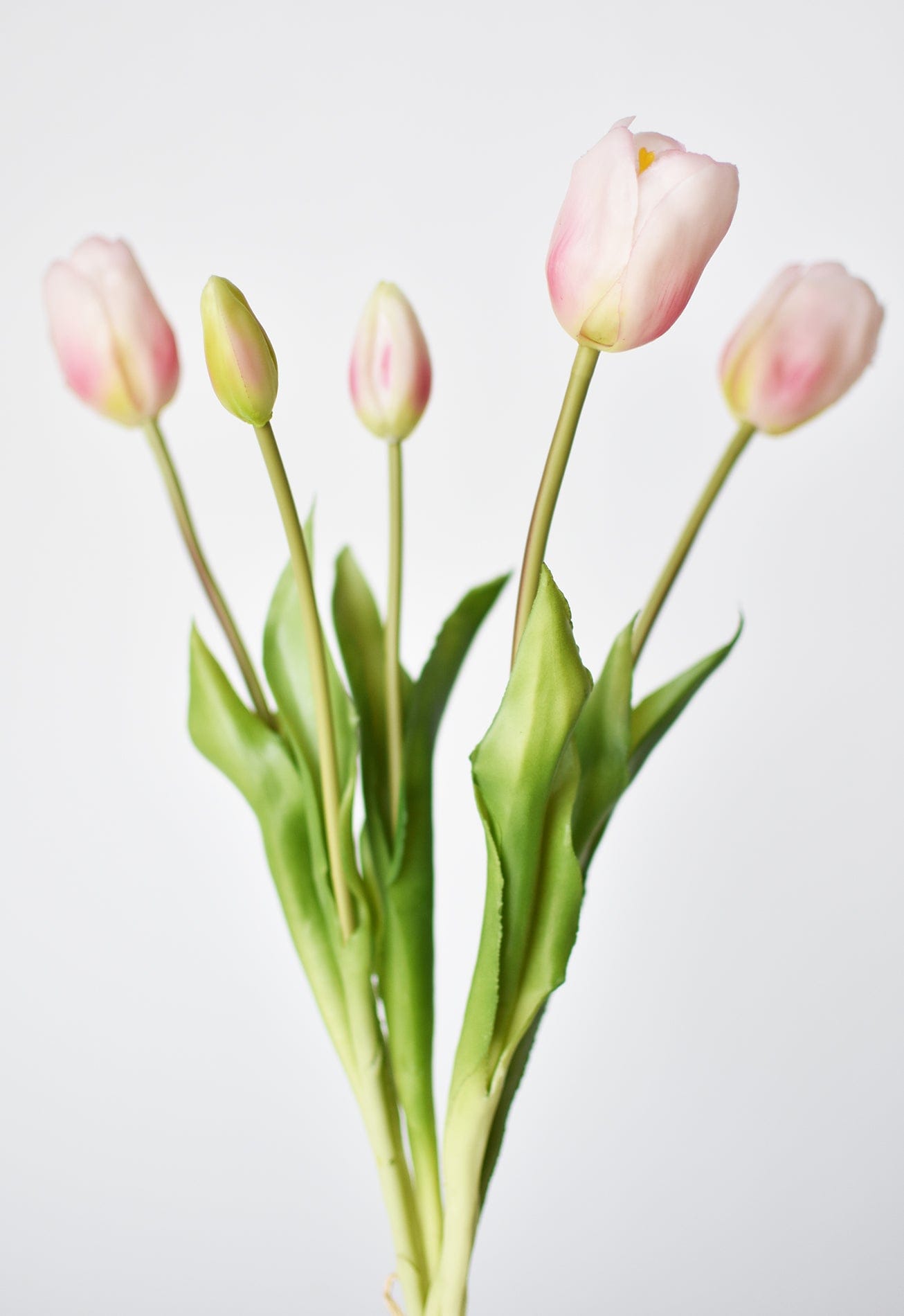 Tulip Stem Bundle, 18", Blush Pink