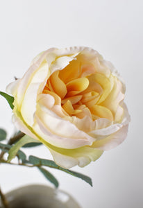 Cabbage Rose Stem, Apricot Yellow, 29"
