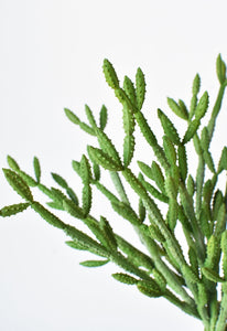 Green Pencil Cactus Stem Succulent, 13"