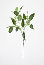 Load image into Gallery viewer, Seeded Eucalyptus Stem, 18&quot;
