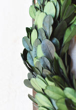 Load image into Gallery viewer, 9&quot; Preserved Boxwood Wreath
